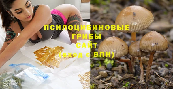 стаф Зерноград
